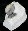 Silurial Gastropod (Platyostoma) + Brachiopods, Indiana #23278-2